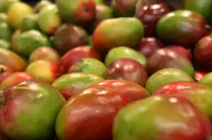 Mango Pěstování